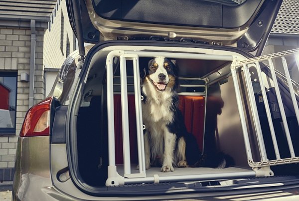 Třetina řidičů vozí psa na volno