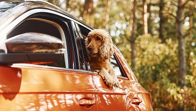 Jak správně převážet psa v autě?